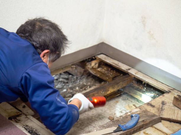 Certified Mold Removal in St Ansgar, IA