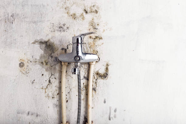 Best Commercial Mold Removal  in St Ansgar, IA