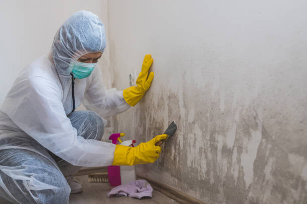 Professional Mold Removal in St Ansgar, IA