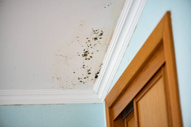 Best Black Mold Removal  in St Ansgar, IA