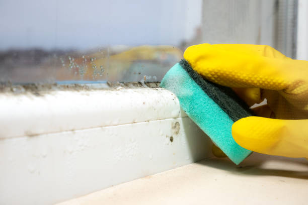 Best Mold Remediation  in St Ansgar, IA