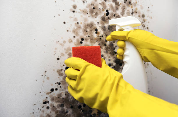 Best Emergency Mold Removal  in St Ansgar, IA