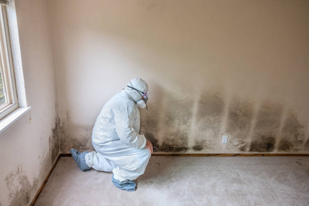 Best Office Mold Removal Services  in St Ansgar, IA